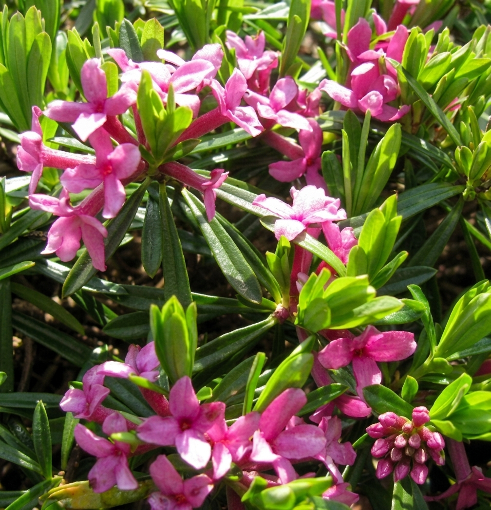Daphne cneorum verlotii